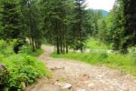 2014-07-05_Laengental-N-Hochweg (963). JPG